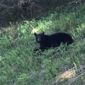 Black Bear Alyeska-Girdwood Alaska June 2, 2021