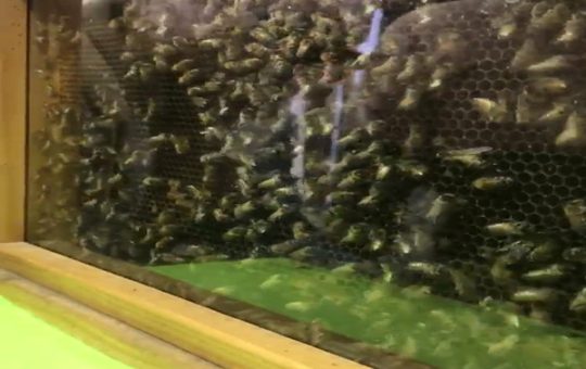 Can you find the Queen Bee at the Alaska State Fair 2017